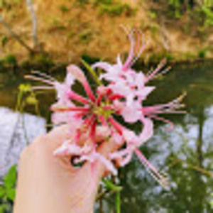 Meet your Posher, Bella